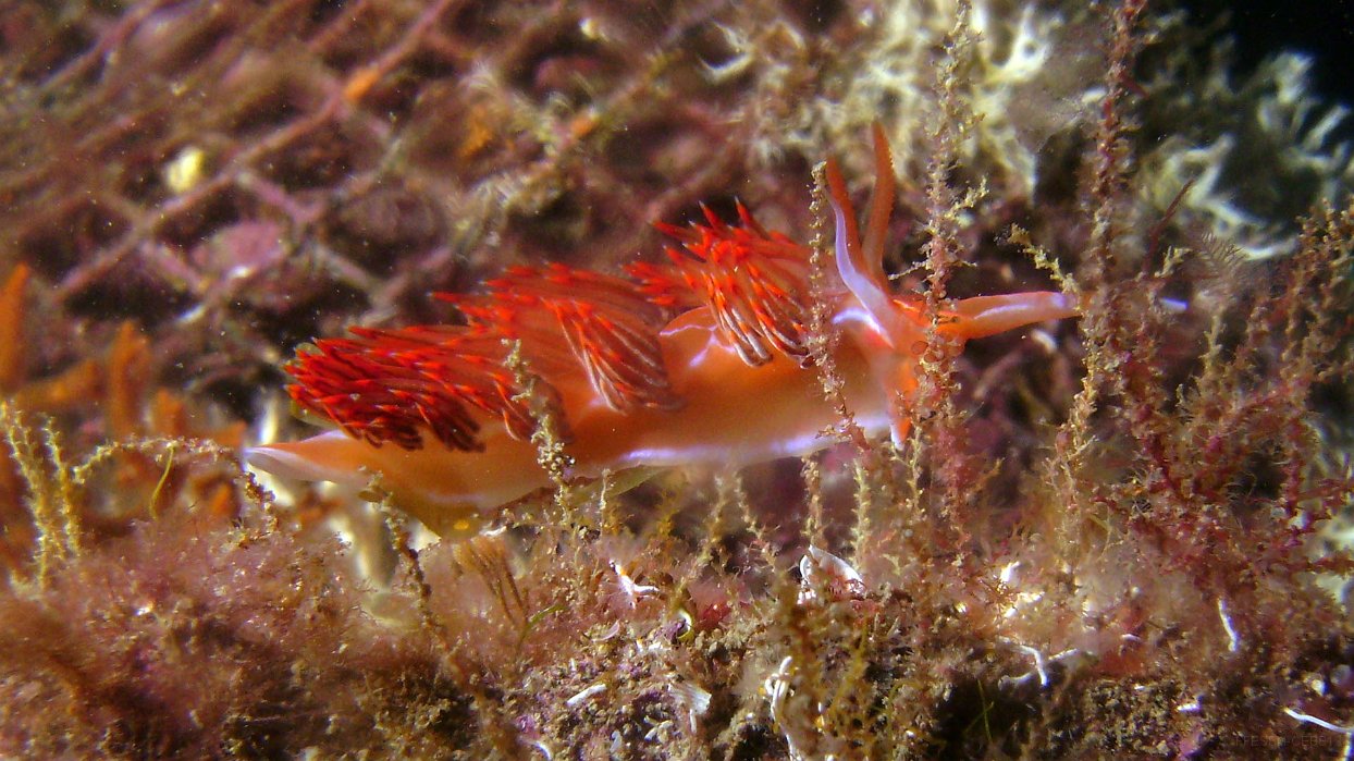 400 Godive orange (Dondice banyulensis).JPG - Godive orange (Dondice banyulensis)